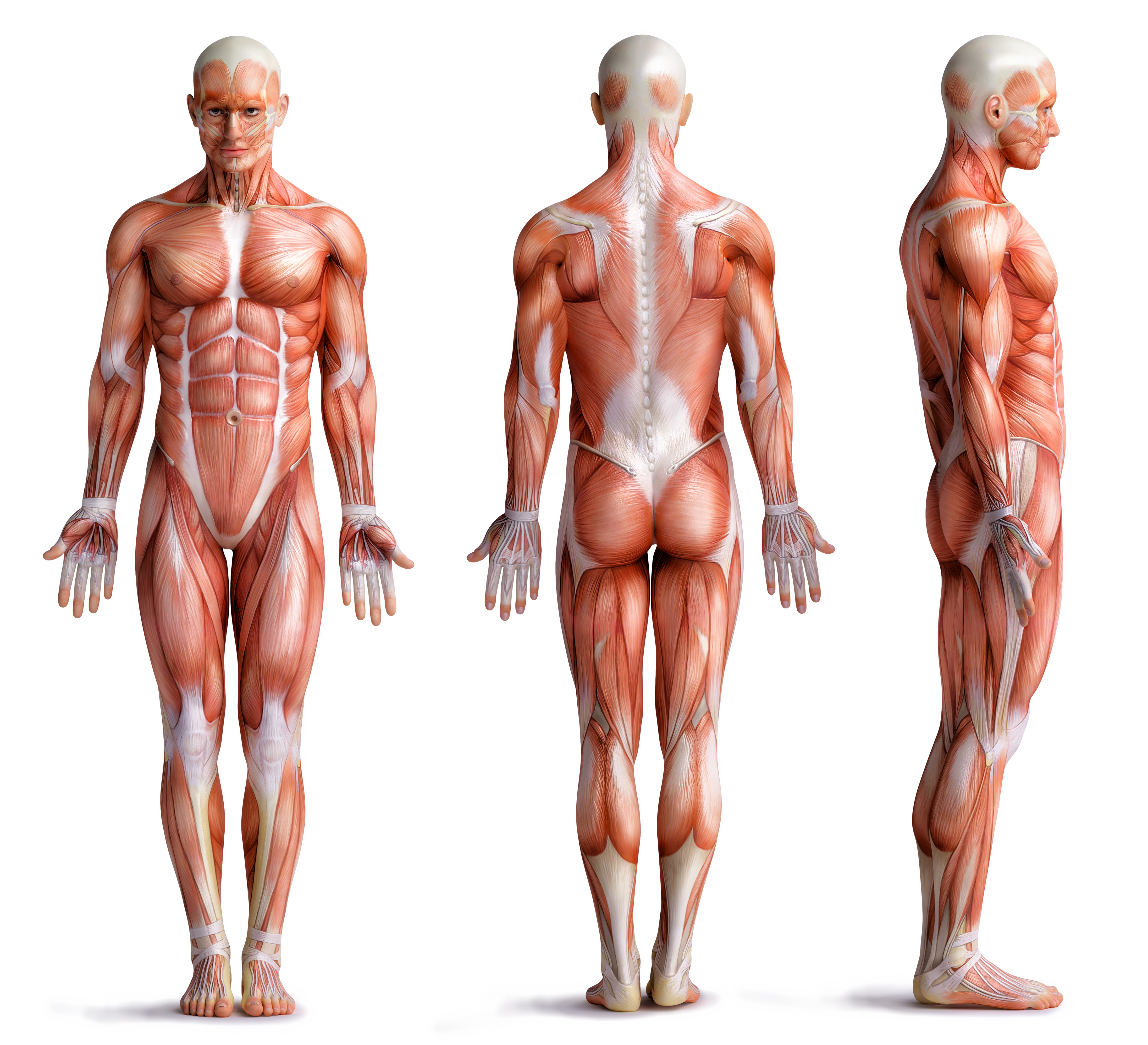 Dpt 208 A P Muscular System Muscle Names Marc Edwards