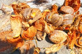 coconut Waste