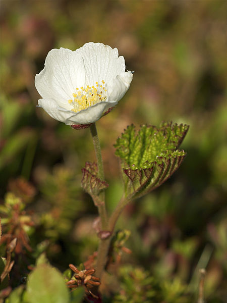 Cloudberry flower image