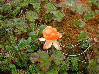 Cloudberry image