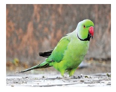 Parrot