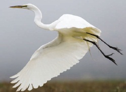 bird