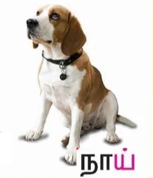 நாய்