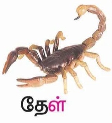 தேள்