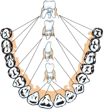 teeth