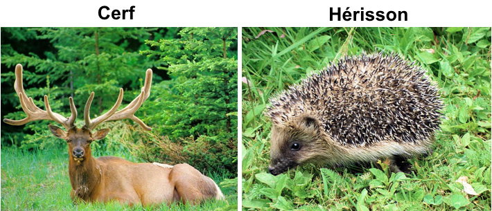 cerf / hérisson