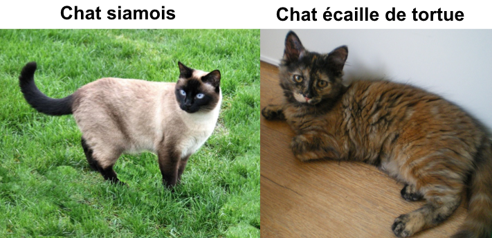 chat siamois / chat écaille de tortue