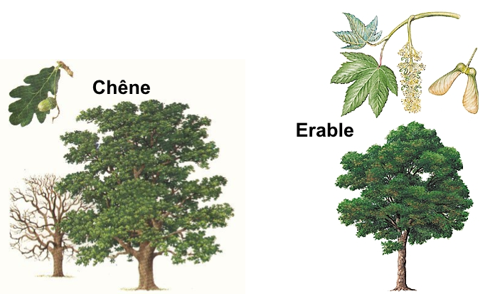 chêne / érable