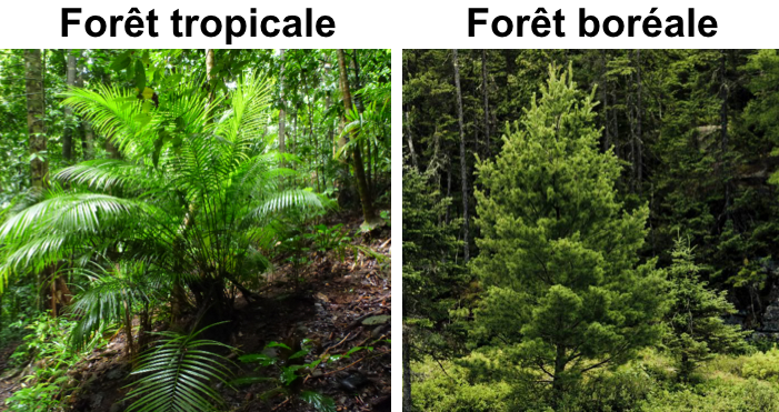 forêt tropicale / forêt boréale