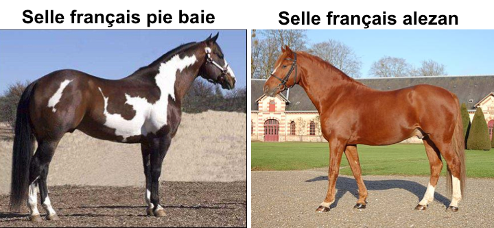 Selle français pie bai / selle français alezan