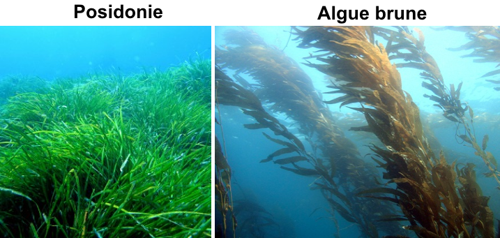 posidonie / algue brune