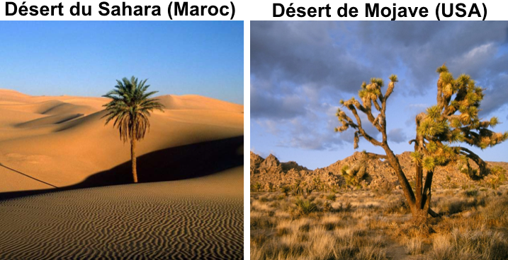 désert du Sahara (Maroc) / désert de Mojave (USA)