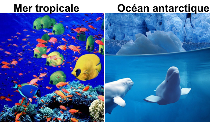mer tropicale / océan antarctique