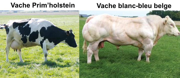 vache Prim'holstein / Vache blanc-bleu belge