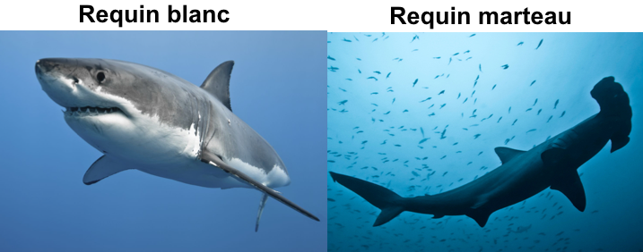 requin blanc / requin marteau