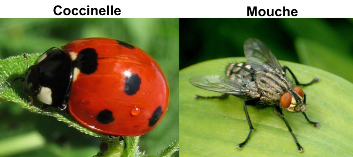 coccinelle / mouche