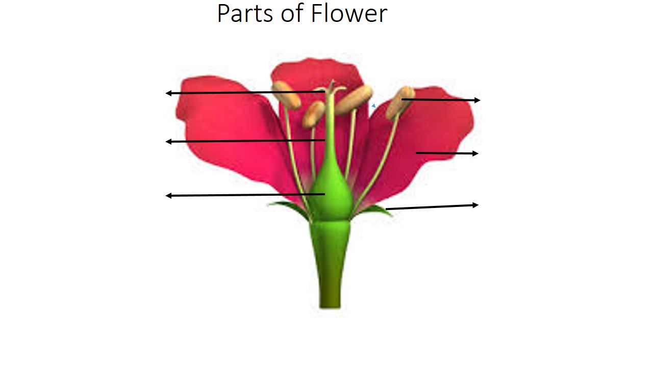 LABELLED DIAGRAM OF A FLOWER