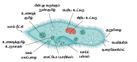 பாரமேசியம்