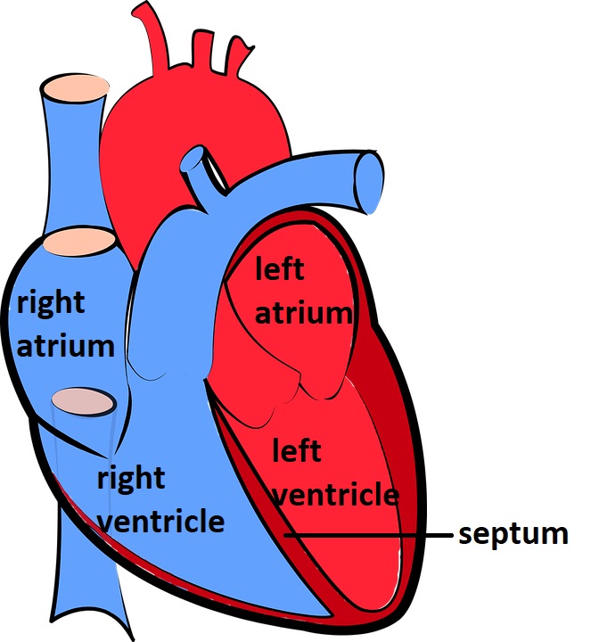 the-human-heart