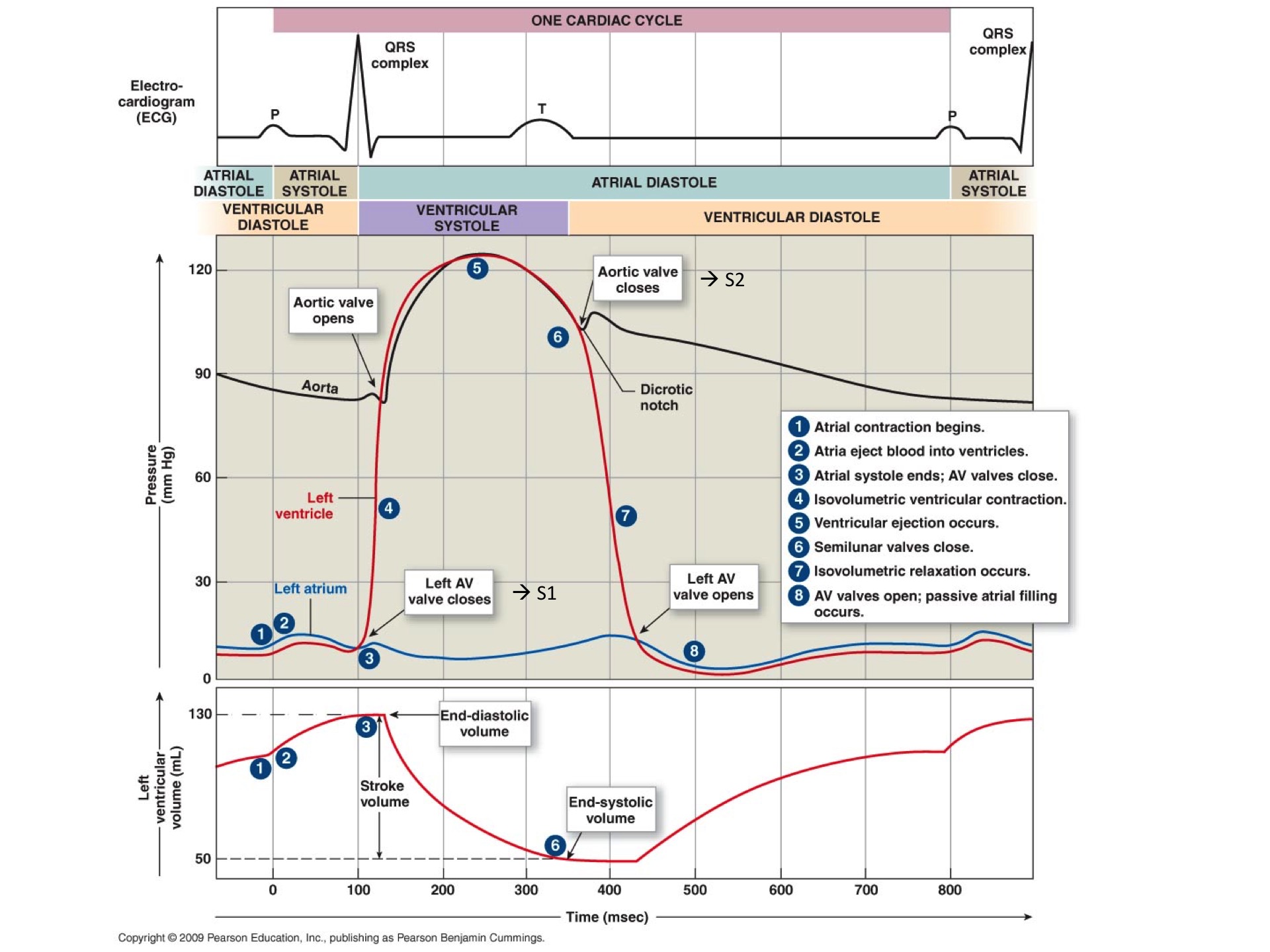 The complete cardiac cycle